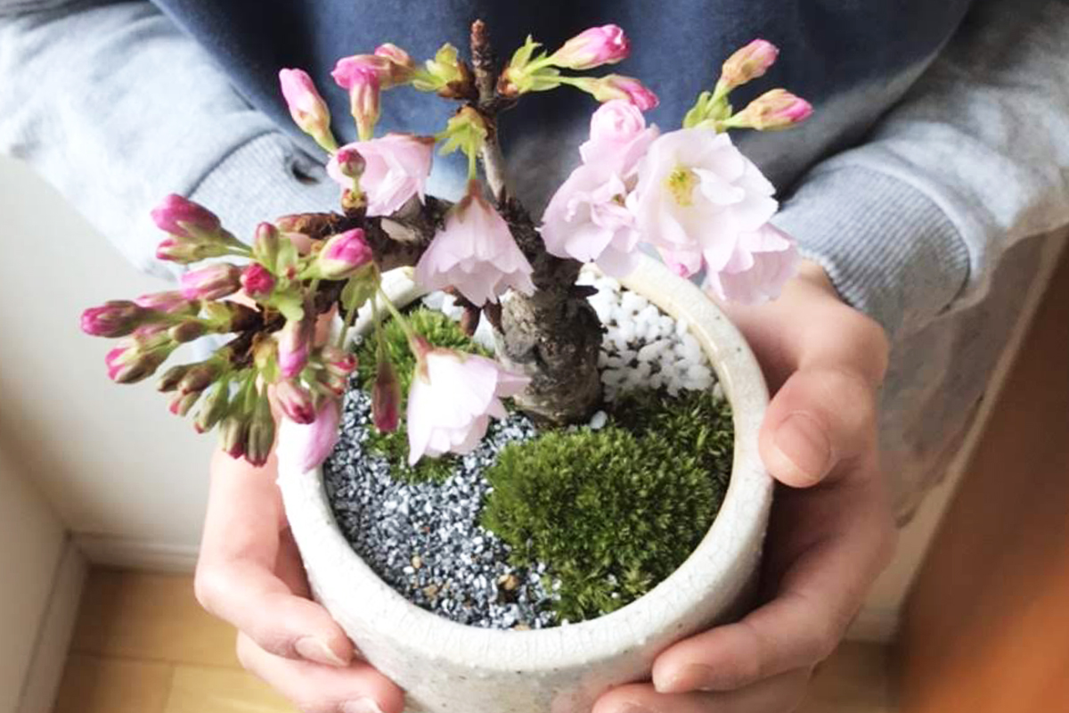 桜のミニ盆栽 ワークショップ 万葉子ぼんさい体験プラン 万葉子ぼんさい Manyokobonsai