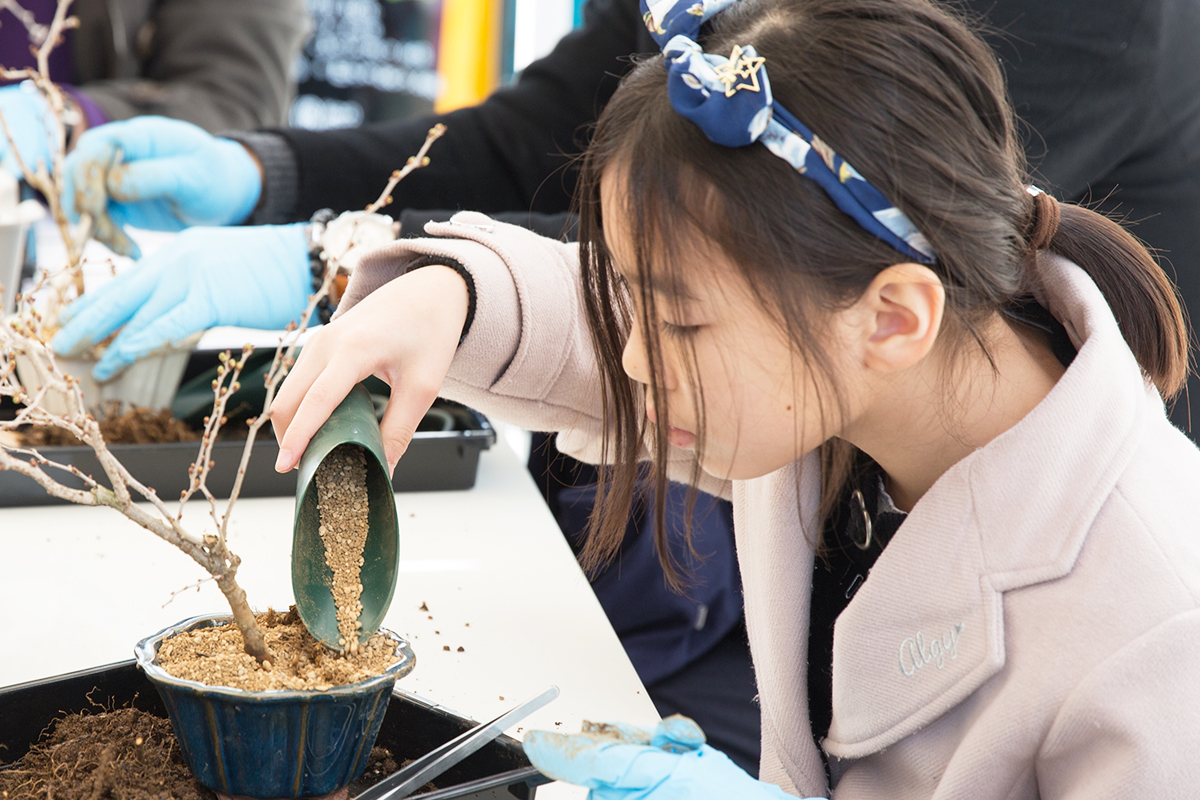 桜のミニ盆栽 ワークショップ 万葉子ぼんさい体験プラン 万葉子ぼんさい Manyokobonsai