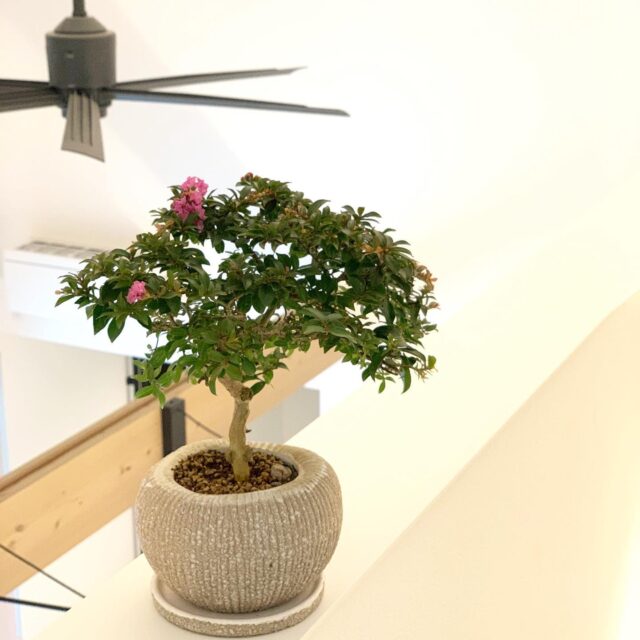 Ysh_sugawara69様用 フォローワー様100人記念❗️クチナシ盆栽 Moyogi_700x.jpg?v=1695620171